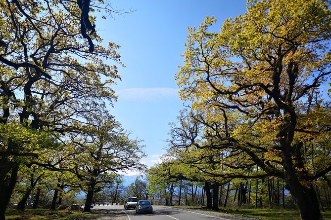 Amazing All inclusive Tour for 7 Days From Tbilisi - Days 4 and 5: Ushguli area, Shkhara glacier views, and the Ushba mountain
