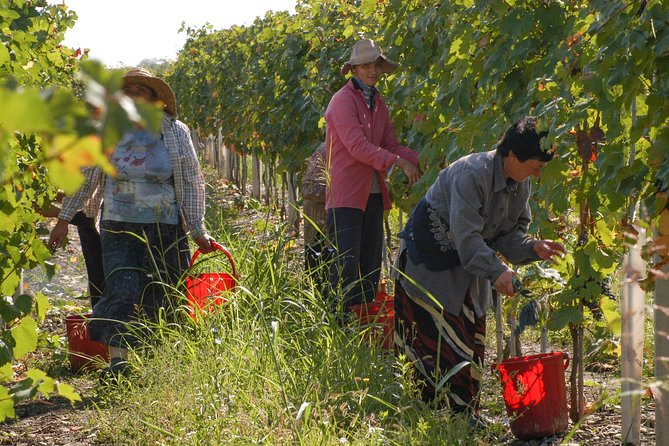 Highlights of Kakheti region-Signagi,Bodbe,Wine tasting(Private Tour) - Price and Value: What $125 Buys You in a Full Kakheti Day