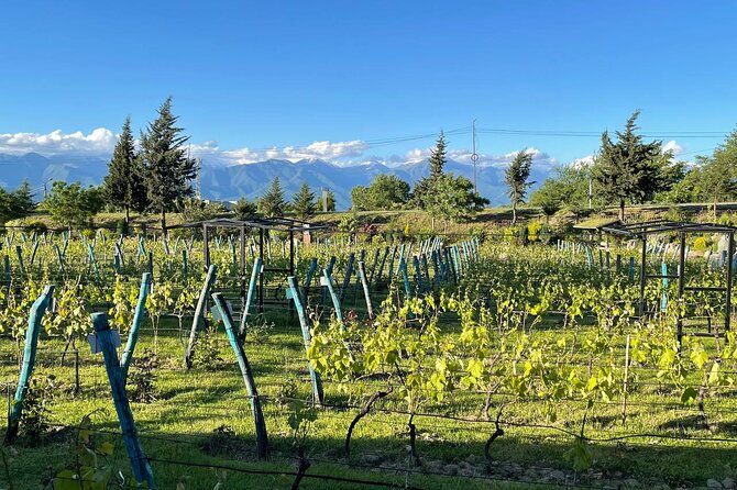 Kakheti.All inclusive Wine tour with family lunch - Key things that make this Kakheti day trip worth your time