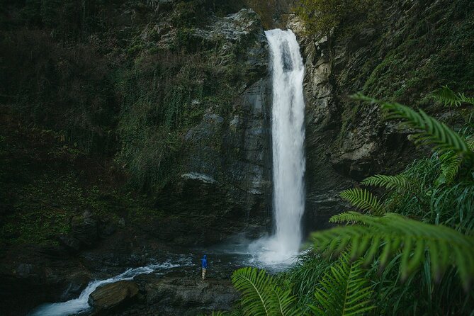Lagodekhi - A day hiking from Tbilisi - Plants, forest details, and why the river corridor is more than scenery