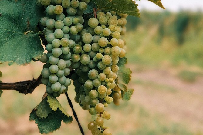 Private Day Trip to Kakheti Wine Region Including Wine Tasting - Price and value: What $39 really buys you