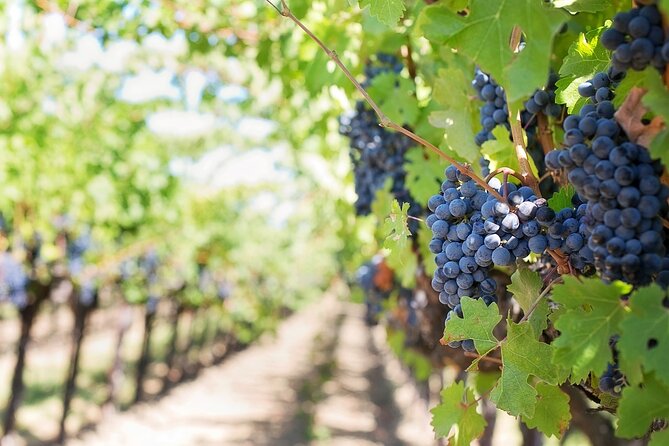 Private Day Trip to Kakheti Wine Region Including Wine Tasting - Grapes, cellars, and the “how it’s made” feeling