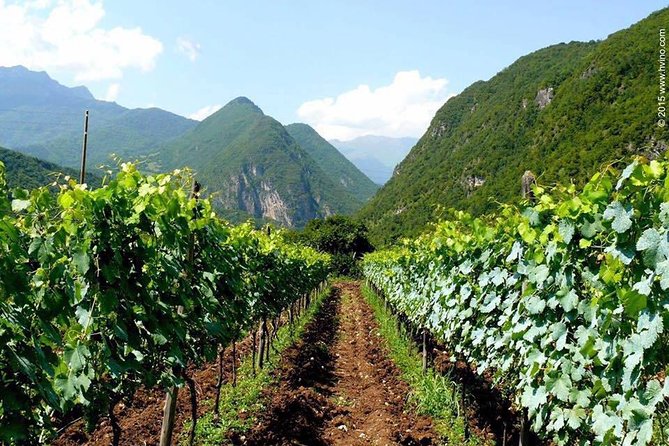 Private Tour to Mtskheta and Georgian Wine Tasting from Tbilisi - Stop 4: Samtavro Monastery, a calmer stop with a royal garden feel