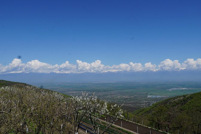 Secrets of Kakheti: Wine & Home-Cooked Lunch - Why this Kakheti day trip works as a food, wine, and culture mix