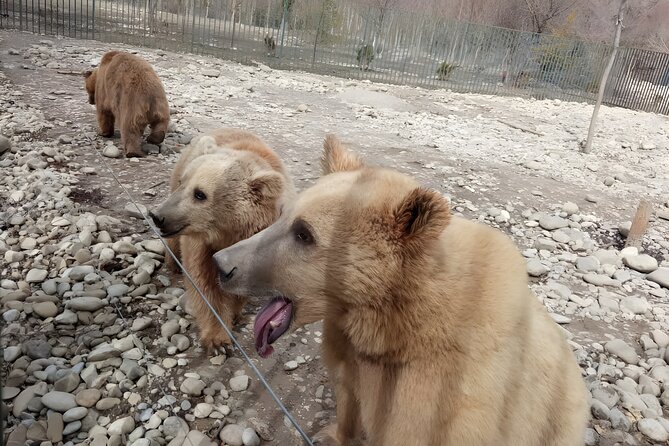 Tbilisi: Sabaduri Forest, Georgian Stonehenge & Bear Sanctuary - Key highlights