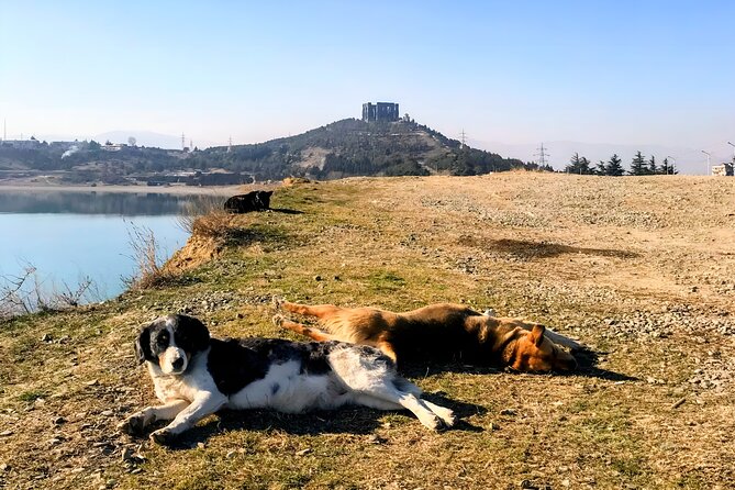 Tbilisi: Sabaduri Forest, Georgian Stonehenge & Bear Sanctuary - Who should book this tour (and who might not love it)